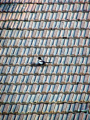 Bird Walk