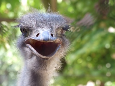 Joyful ostrich