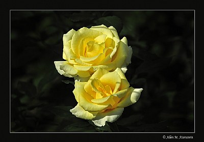 Yellow Roses (d2967)