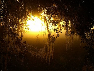 A Spanish Moss Sunrise