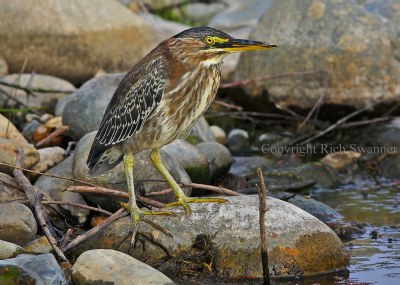 Green-Backed Heron