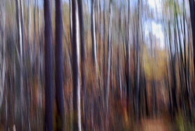 fall woods walk