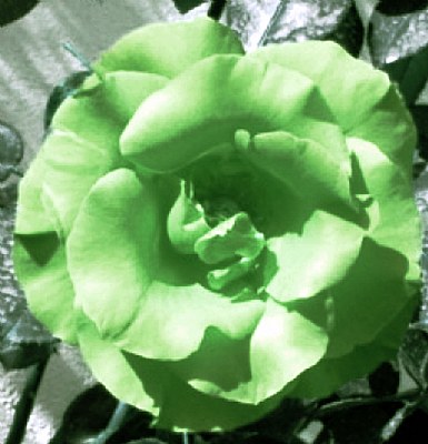 Green Rose