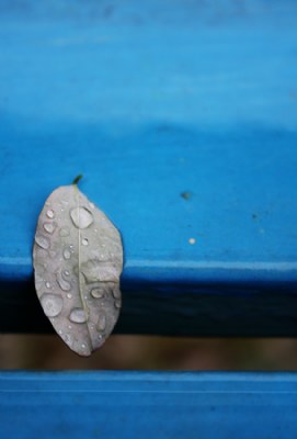 Rain and lonesome leaf