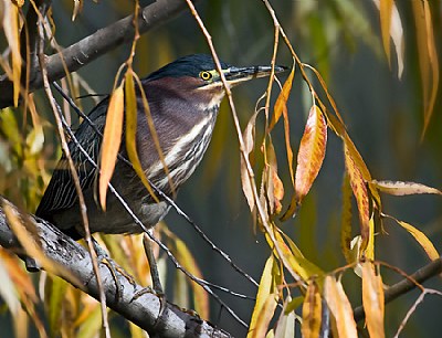 Green Heron Tree