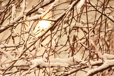 Snowy Backlit Branches
