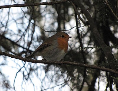 Birdie in Winter