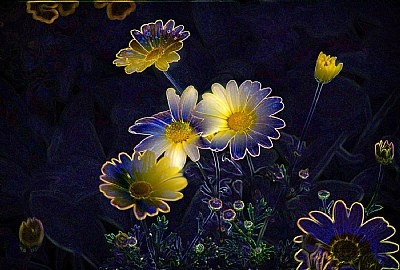 Yellow Daisies