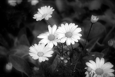 Daisies