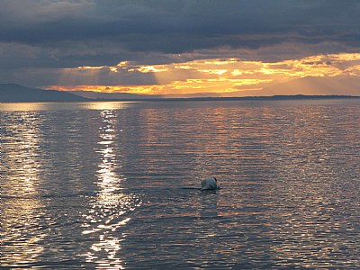 Lac Léman