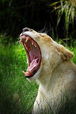 Just  A  "Yawn" . . . . .