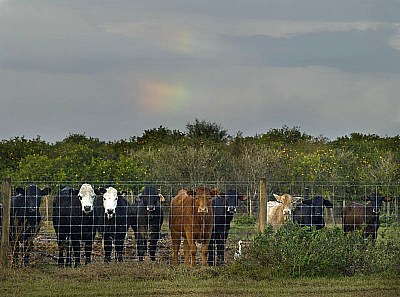 Ten Curious Viewers and a Rainbow