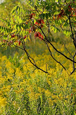 Golden field with Sumac