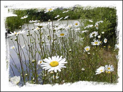 Daisys on the river bank