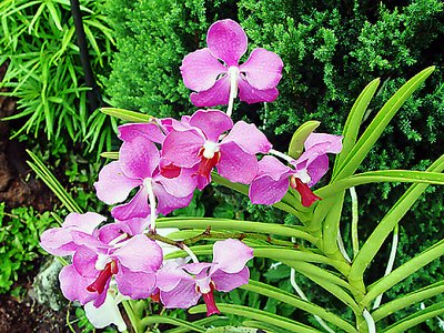 Orchids