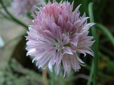 A Simple Chive Salad