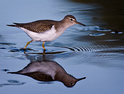 Spotted Sandpiper reflecting