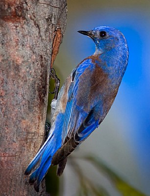 Western Bluebirds Tree 