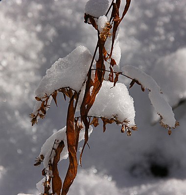 more snow weeds