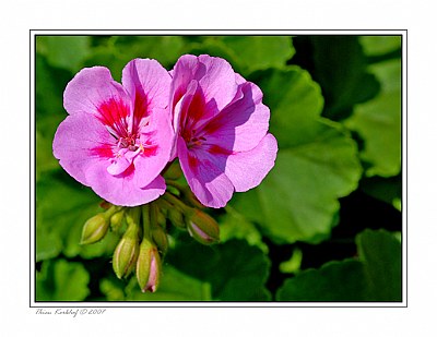 Pelargonium zonale