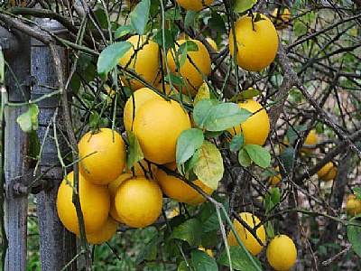 lemon tree