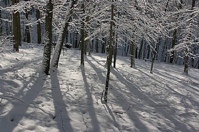 walk in the woods