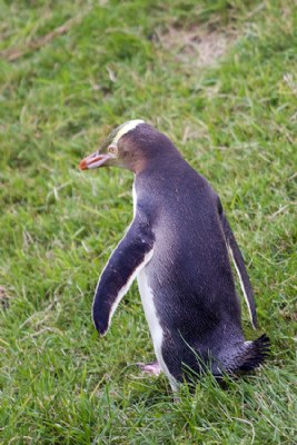 Yellow Eyed Pengiun