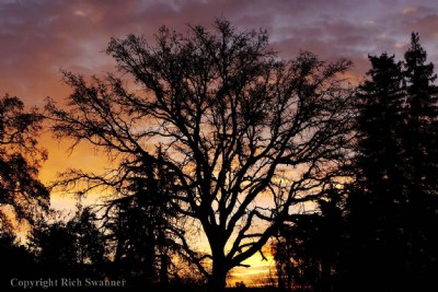 Oak Tree Dawn