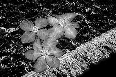 Clematis Blossoms on Shawl