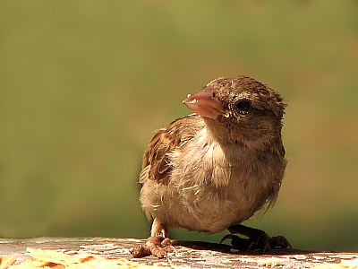 Chiu (Sparrow)