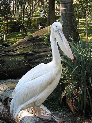 Pelican