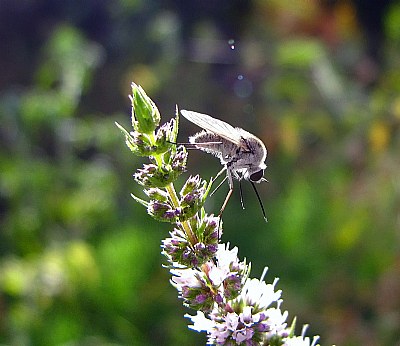 Unknown fly