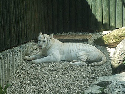 White tiger