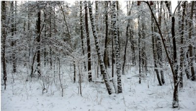 snow trees