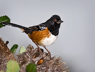 Rufous-sided Towhee 