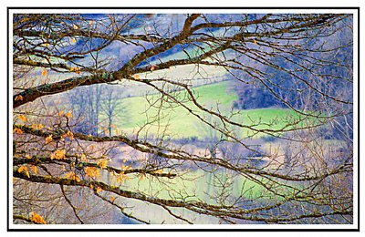 Across the branches