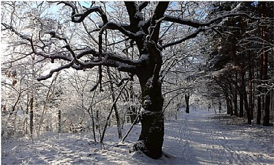 january still tree