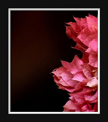 Flower Power