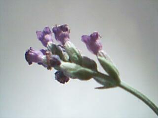 Lavender flower (1)