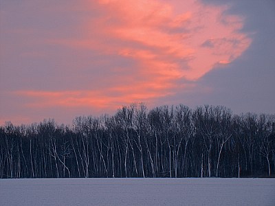 spectral trees