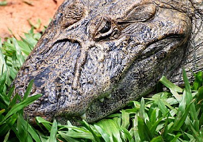 Cranky in the grass