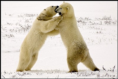 Polar Bear Dance