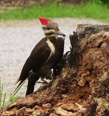 Woody's Tree Stump Removal