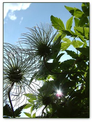 Clematis Seedhead