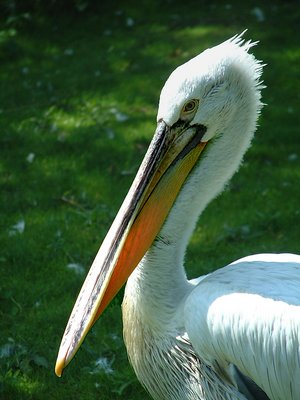 Pelican