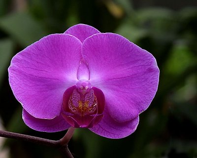 Orchid