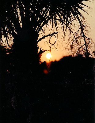 Palm tree sunset