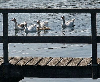 Goose family framed