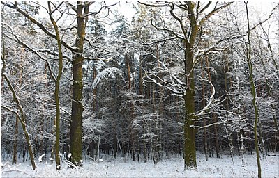 snow wood