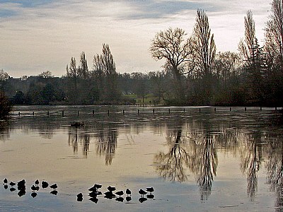 Birds in Lake